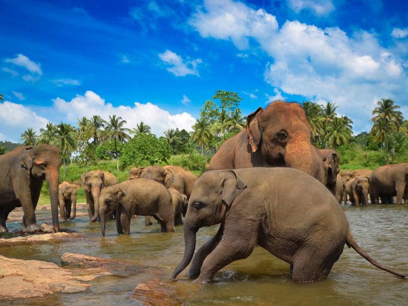 /photos/shares/SriLanka/4.jpg